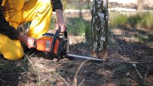 How Our Tree Care Process Works  in  Collinsville, TX