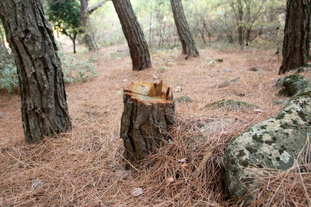 Best Lot and Land Clearing  in Collinsville, TX