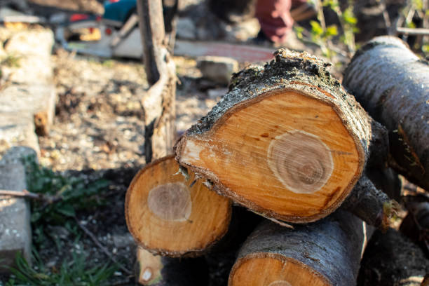 Tree and Shrub Care in Collinsville, TX