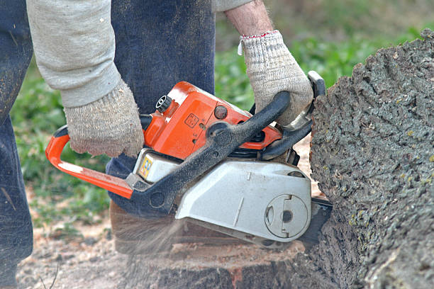 Best Tree Risk Assessment  in Collinsville, TX