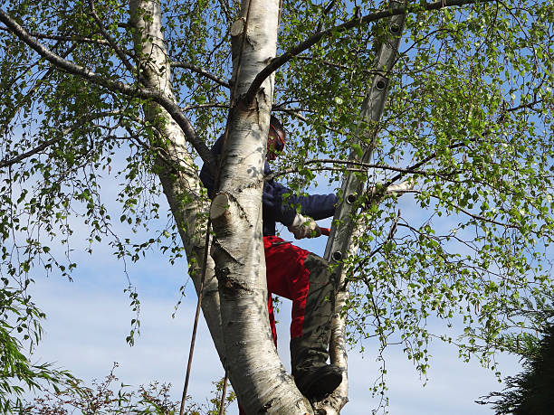Best Arborist Consultation Services  in Collinsville, TX