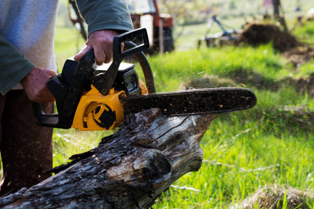 Best Storm Damage Tree Cleanup  in Collinsville, TX